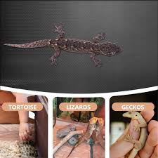 reptile carpet bearded leopard gecko