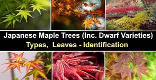 20 anese maple trees types leaves