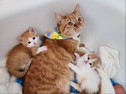 But pictures of cute kittens take things to another level entirely. Lemon A Paralyzed Rescued Cat Pays It Forward By Teaching New Foster Kittens How To Cat Bc Spca