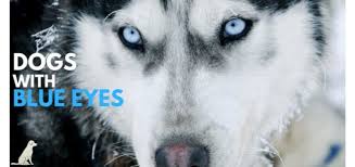 While this transition usually happens in most dogs in the 9th week, it might take up to 12 weeks for some puppies to fully transition. Dogs With Blue Eyes Causes Dangers Breeds