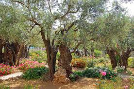 column the garden of gethsemane