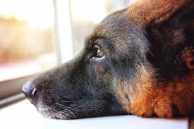 euthanize a dog with hemangiosarcoma