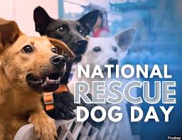 National puppy day is celebrated annually on march 23 to honor the cute furry friends who bring a bundle of joy into our lives. Gallery It S National Rescue Dog Day Klkn Tv