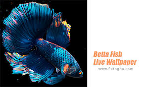 1 4 betta fish live wallpaper free