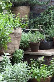 container herb garden herb