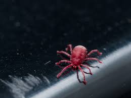 tiny red bugs aka clover mites are