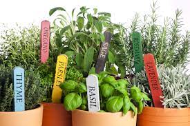 Growing Your Own Herb Garden