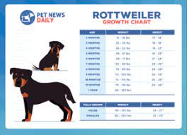 rottweiler growth chart how big will