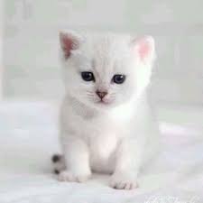 Now, are you ready to meet 22 different white cat breeds? White Fluffy Baby Cat Novocom Top