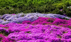 creeping phlox seeds plant and grow