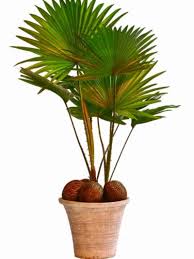 Fan Palm Care Indoors Tips For