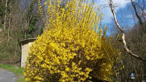 Le 35 immagini di fiori di primavera che troverete a seguire possono essere anche stampate in maniera completamente gratuita ed utilizzate ad esempio per. Villa Cheti Il Fiore Giallo Del Tarassaco Villa Cheti