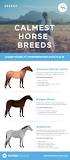 which-horse-breed-is-friendliest