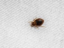 Bed Bugs Signs And Symptoms Early