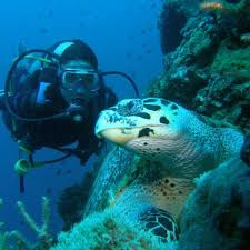 scuba diving and padi dive courses in