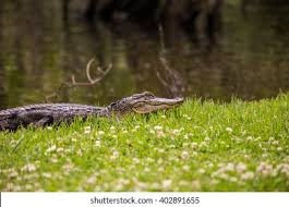 While checking out the factory and store was cool, my favorite part of touring tabasco had to be avery island and jungle gardens. Alligator Jungle Gardens Avery Island New Stock Photo Edit Now 402891655
