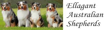 This breed was created to herd cattle, sheep and livestock. Ellagant Australian Shepherds Victoria Australia