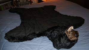 black bear rug bearskin