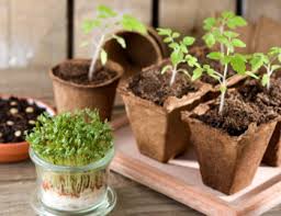 grow a windowsill vegetable garden