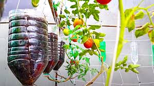 how to grow tomatoes in water bottles