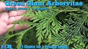 Green Giant Arborvitae Fast Growing Up To 60 Feet Tall In Less Then 10 Years