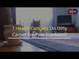 health dangers on dirty carpet for pets