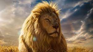 lion king desktop wallpapers top free