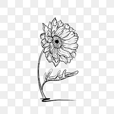 daisy black and white png vector psd