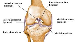 This diagram depicts knee diagram tendons. Pin On Amazing Workout Articles Vids