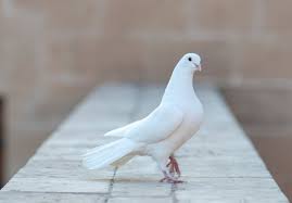 white pigeon images browse 243 426