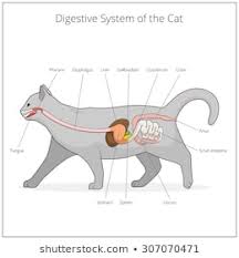 Cat Anatomy Images Stock Photos Vectors Shutterstock