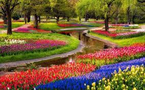 Colorful Garden Flowers Hd Free