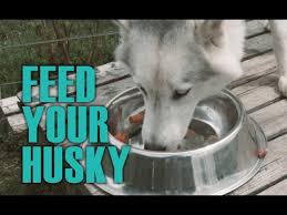 Easy Guide For Feeding Your Husky Siberian Husky Academy