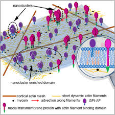 Active Remodeling Of Cortical Actin