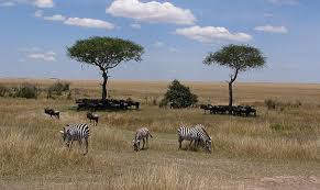 All three of the zebra species are native to africa. The Coolness Of Zebra Stripes