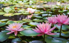 water lily flowers nature flower