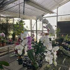 Venamy Orchids 1460 Rte 22 Brewster