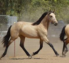 $16,000 for sale horse id: Warlander Friesian X Andalusian Buckskin Horseclicks Horses Andalusian Horse Horse Breeds
