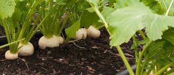 vegetables to grow in cold weather