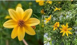 28 types of yellow wildflowers in ohio