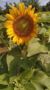 Bunga matahari di dalam pot. Taman Bunga Matahari Cigedur Home Facebook