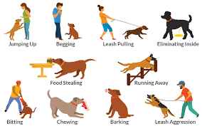 10 Common Dog Behavior Problems And How To Solve Them