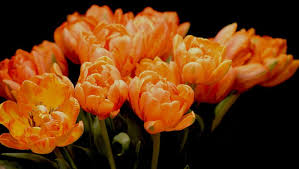 orange flowers to add colour to your garden