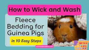 How To Wick Guinea Pig Fleece Bedding