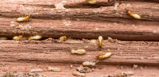 Get Rid Of Termites In Wooden Furniture