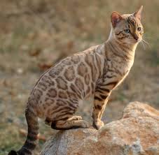 If you are looking for a hypoallergenic cat then the bengal cat is a great candidate. The Bengal Breed