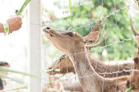 Best Garden Fence For Deer And Rabbits
