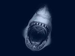 100 megalodon pictures wallpapers com