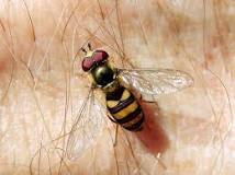 what-causes-corn-flies