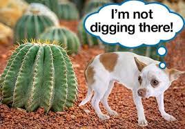 Stop Your Dog From Digging Up Your Yard